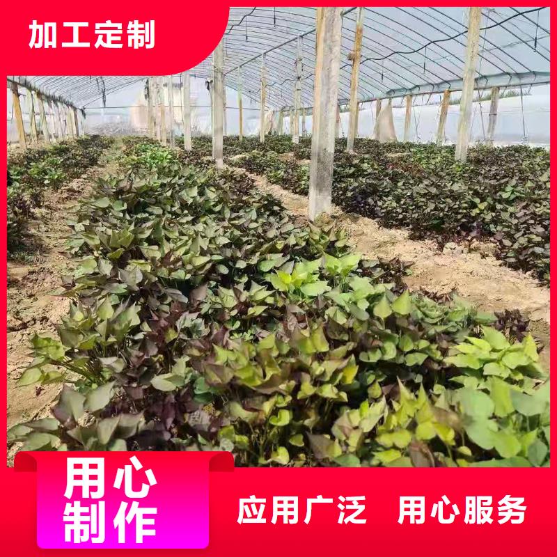 麦茬济黑2号苗可以吃吗