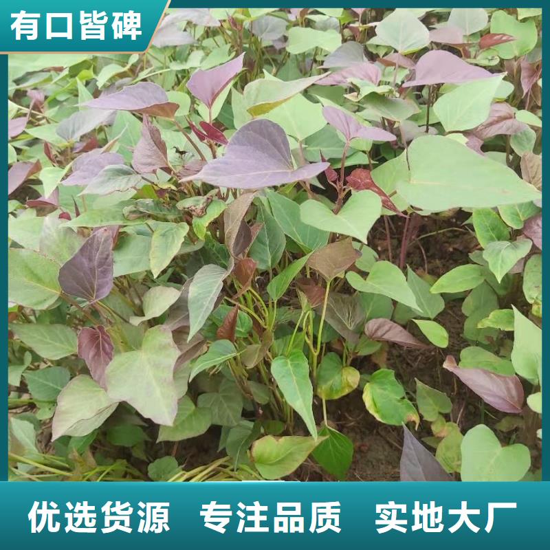 高剪苗红薯苗（西瓜红）种植技术培训