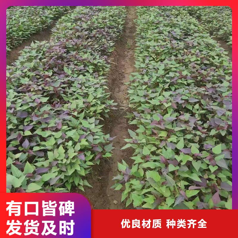 紫罗兰紫薯苗专业培育基地