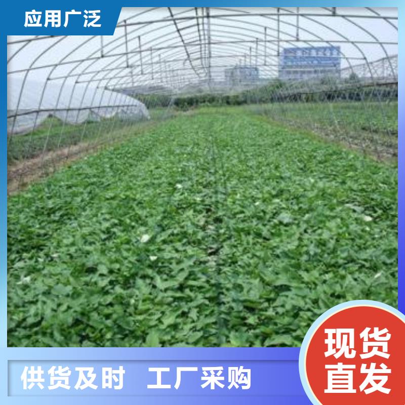 济黑2号紫薯苗示范基地