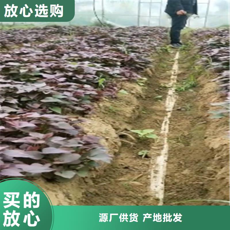 绫紫薯苗生产基地