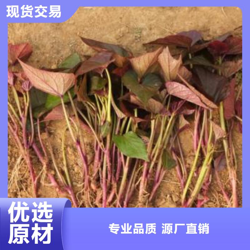 绫紫薯苗繁育种植基地