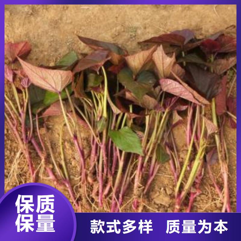 济黑2号紫薯苗栽培时间