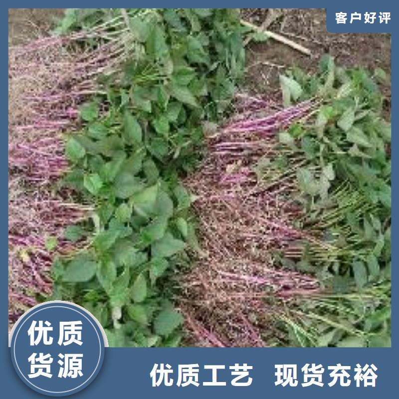 济黑2号紫薯苗种植方法