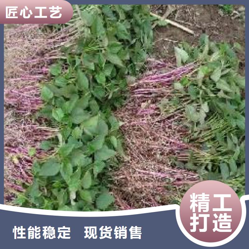 鲜食型紫薯苗批发
