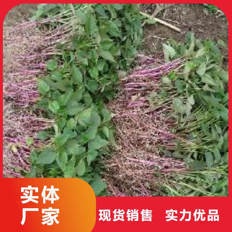 <乐农>紫薯种苗种植基地