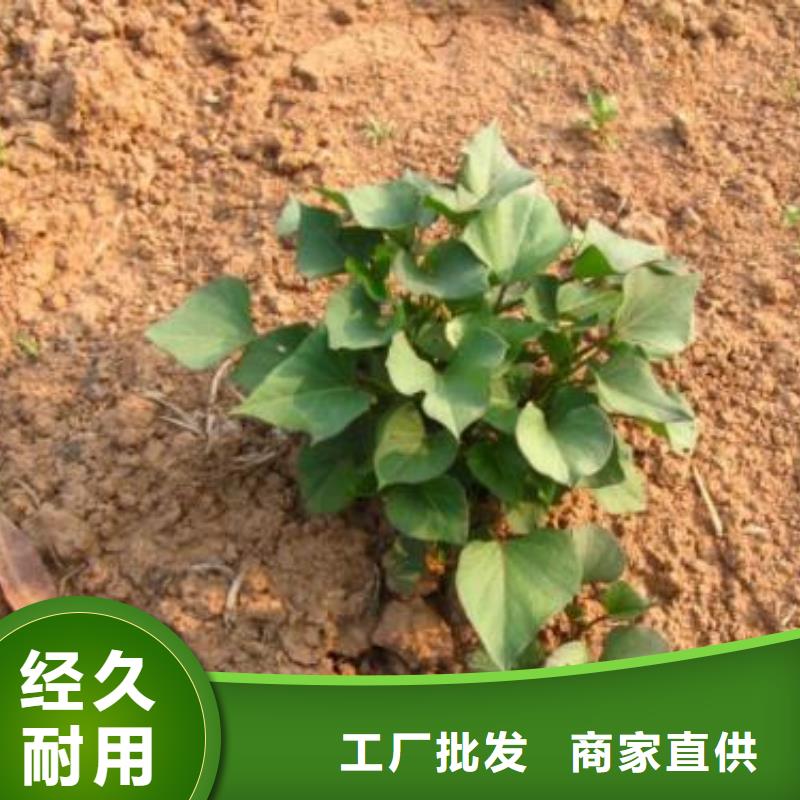 济黑1号紫薯苗繁育种植基地