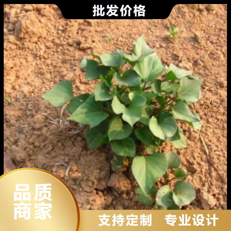 济黑2号紫薯苗种植方法