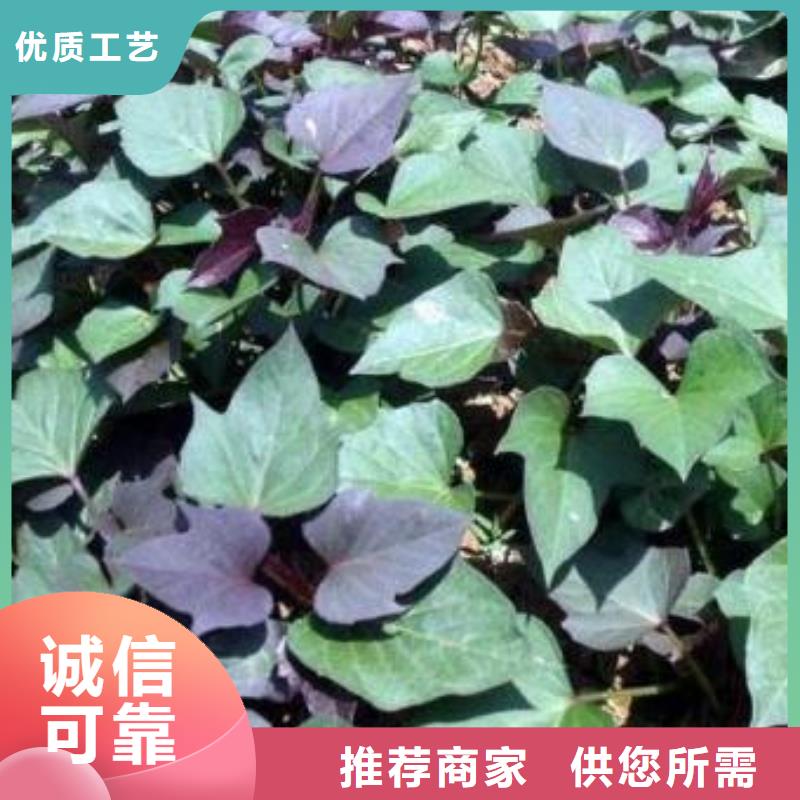一站式采购【乐农】济黑2号紫薯苗确保成活