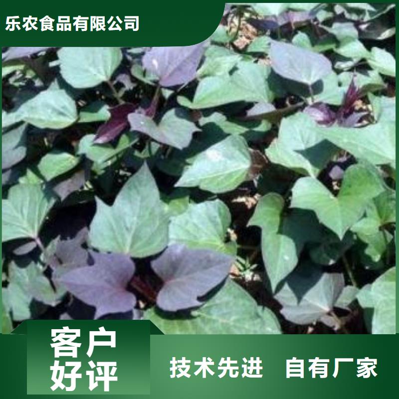 《紫薯苗（绫紫）种植基地》-【乐农】