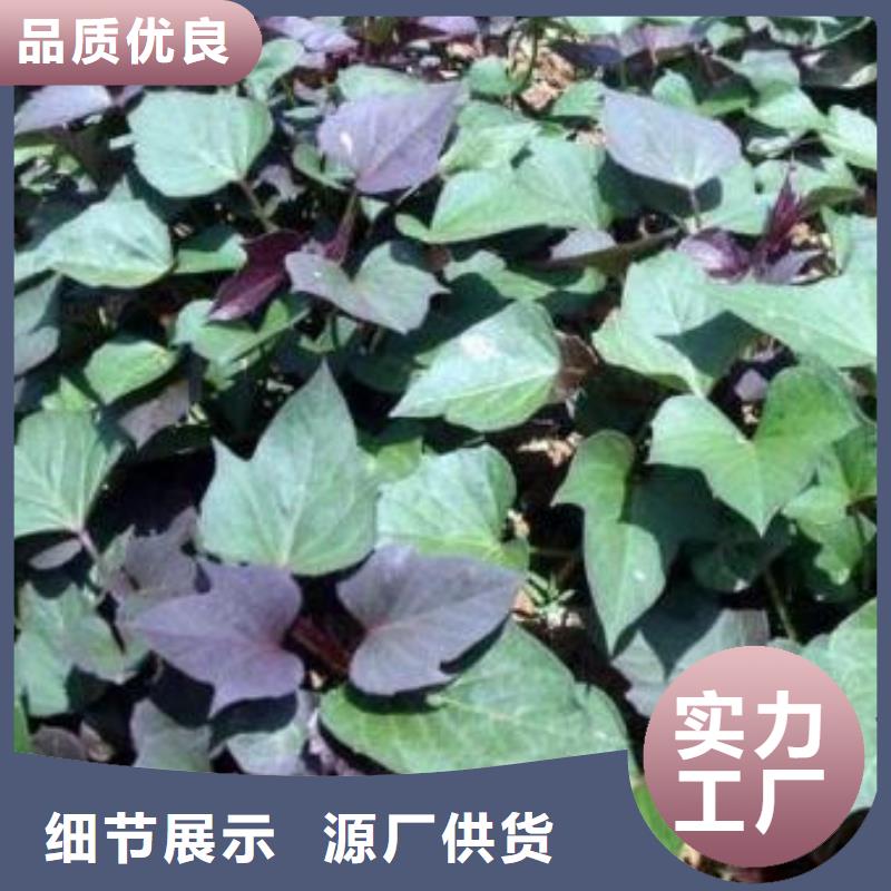 大厂生产品质【乐农】紫甘薯苗供应
