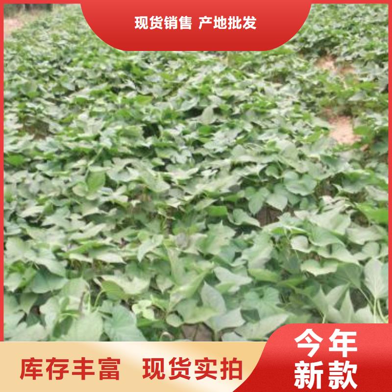 直销[乐农]紫薯种子种植基地