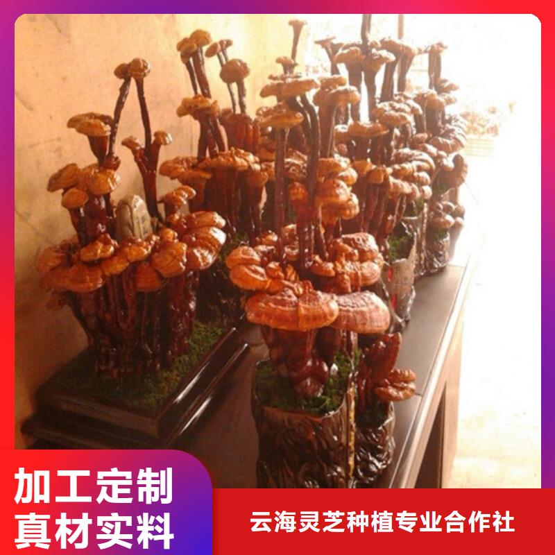 
灵芝孢子粉批发零售-定做_云海灵芝种植专业合作社