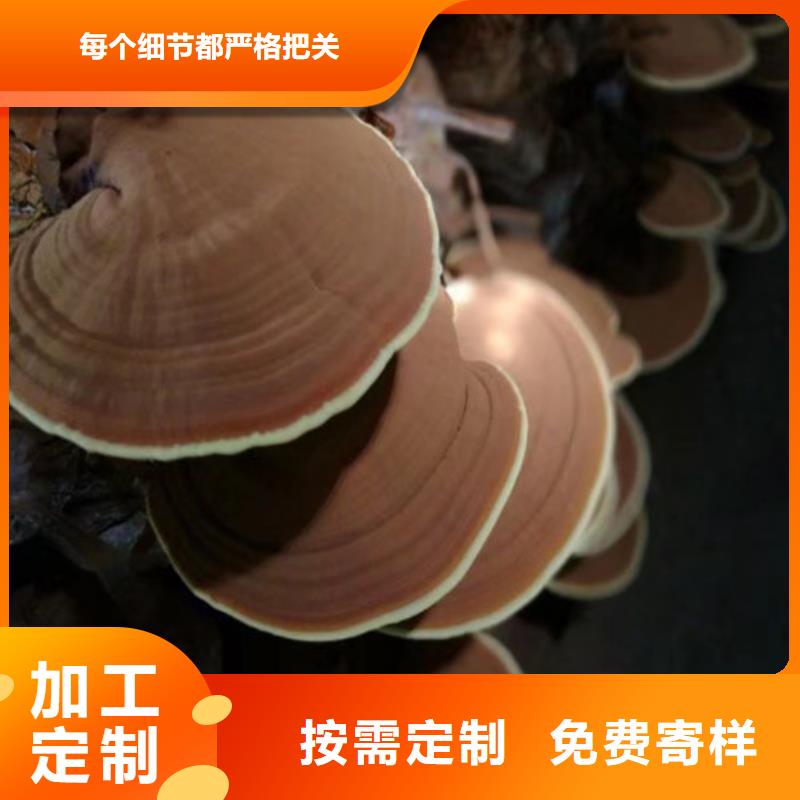 广州销售灵芝菌种的吃法