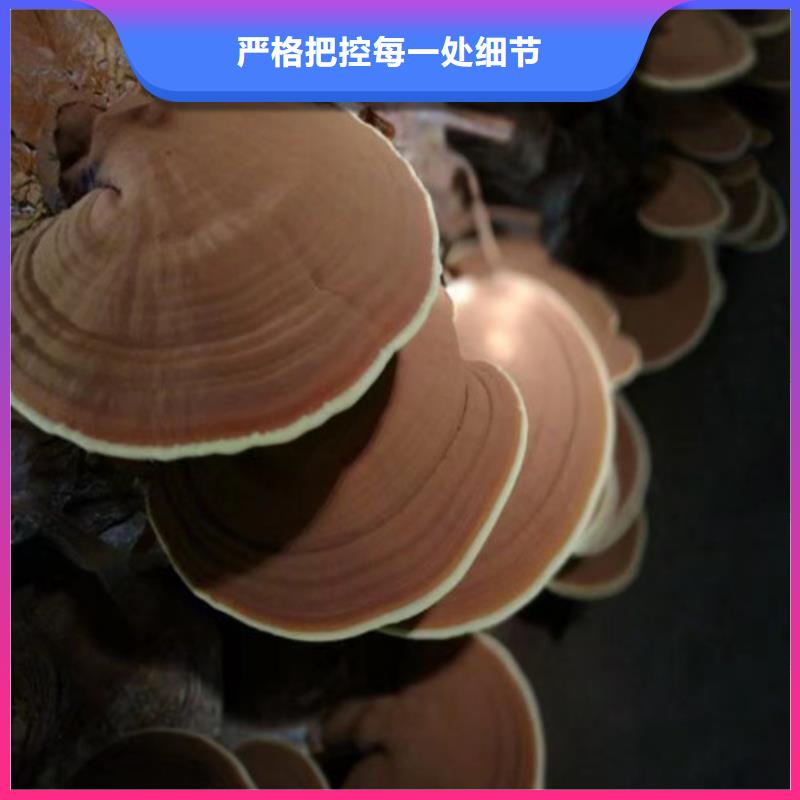 海南白沙县破壁灵芝孢子粉