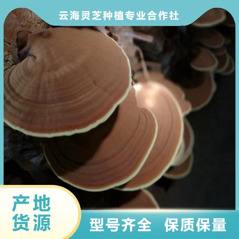 灵芝切片什么价格