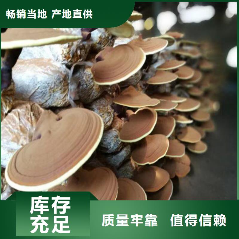 忻州销售破壁灵芝孢子粉厂家-长期有效