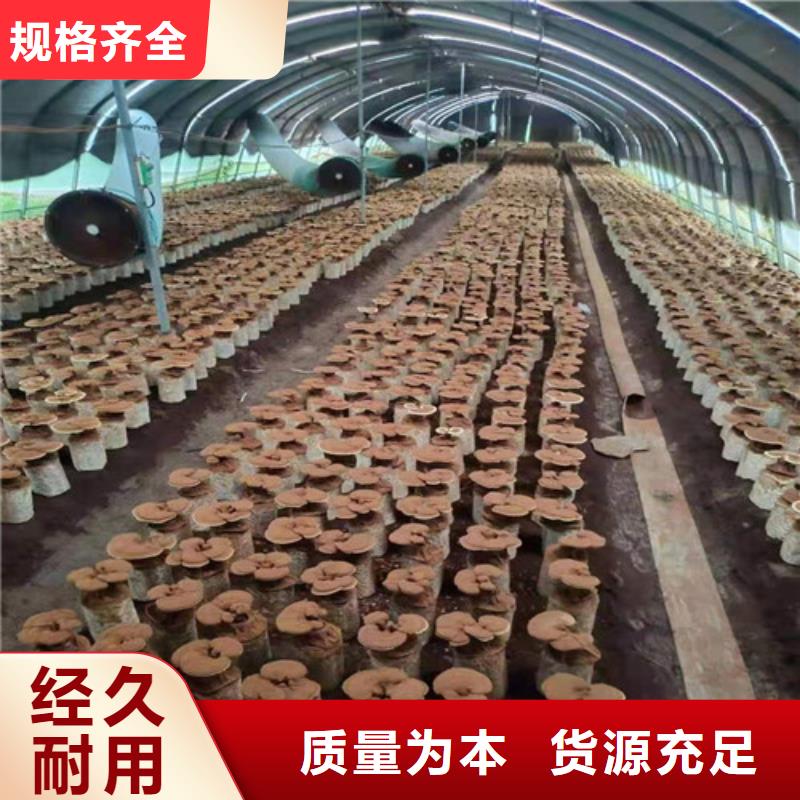 黄南销售灵芝孢子粉厂家，基地
