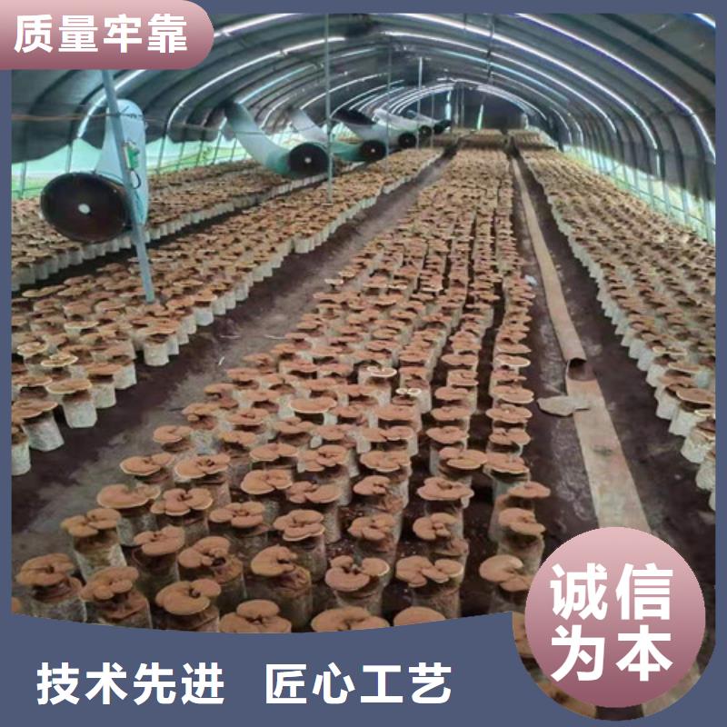 采购破壁灵芝孢子粉-实体厂家可定制