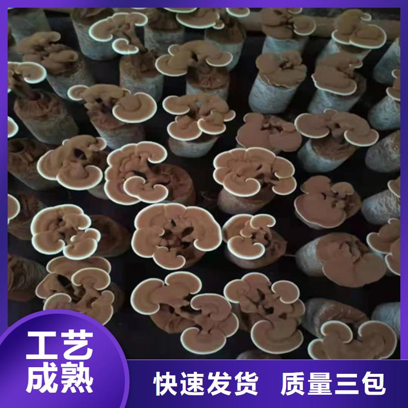 忻州销售破壁灵芝孢子粉厂家-长期有效