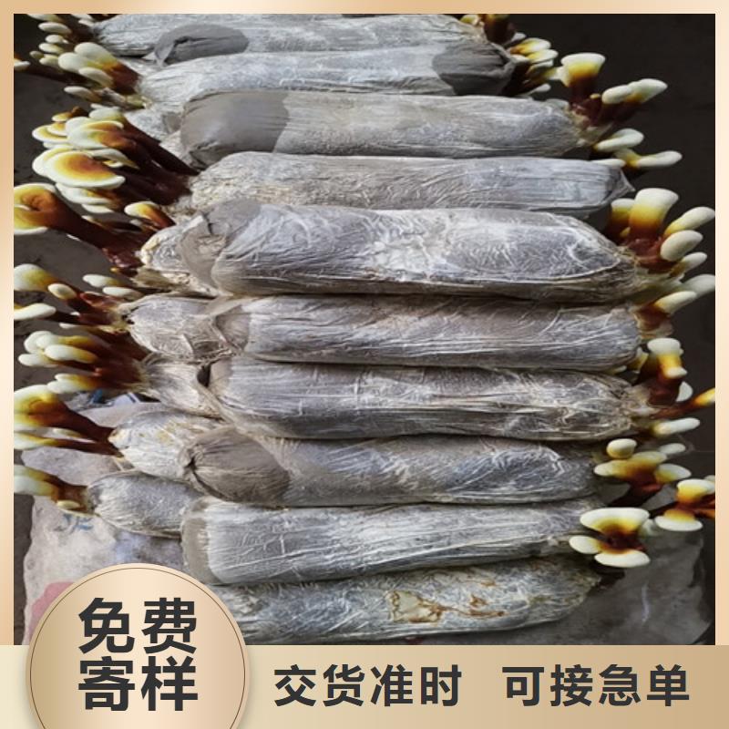 
灵芝超细粉加工定制