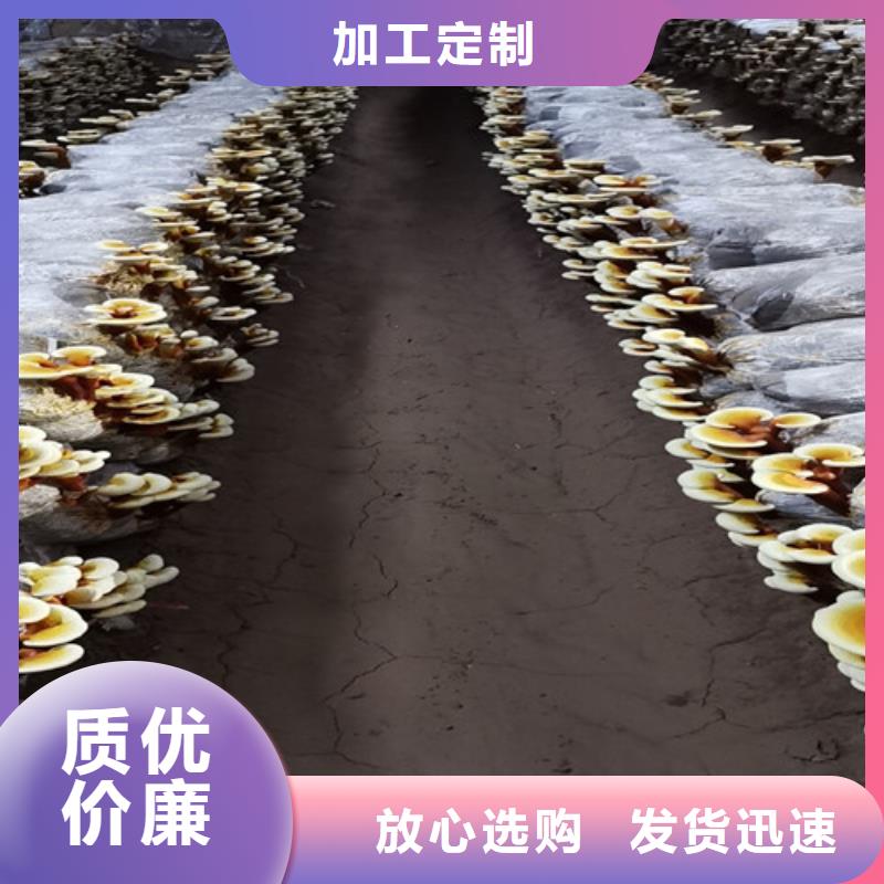 师宗破壁灵芝孢子粉批发价格