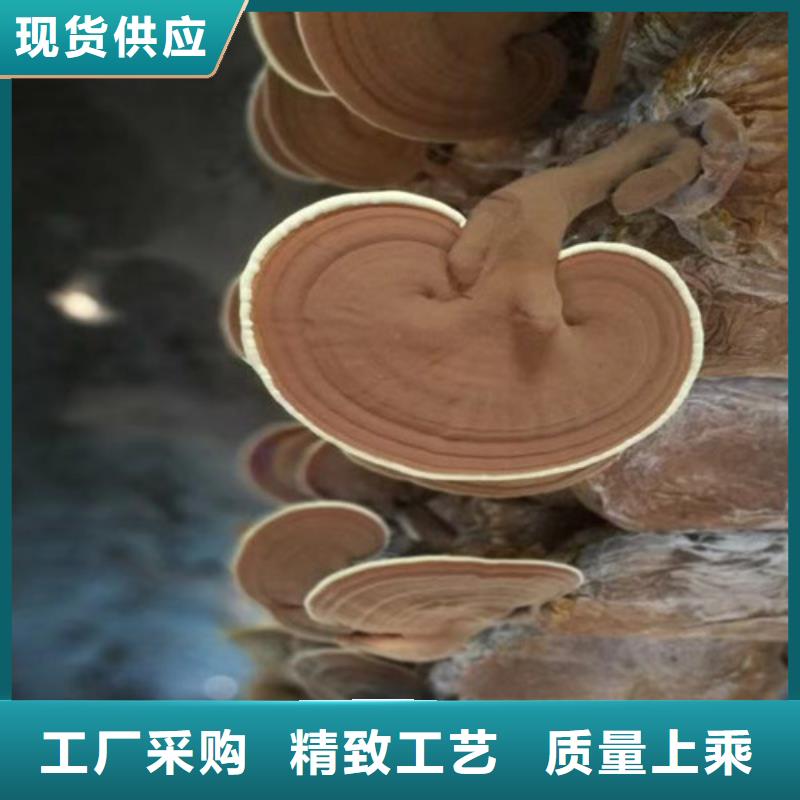广州销售灵芝菌种的吃法
