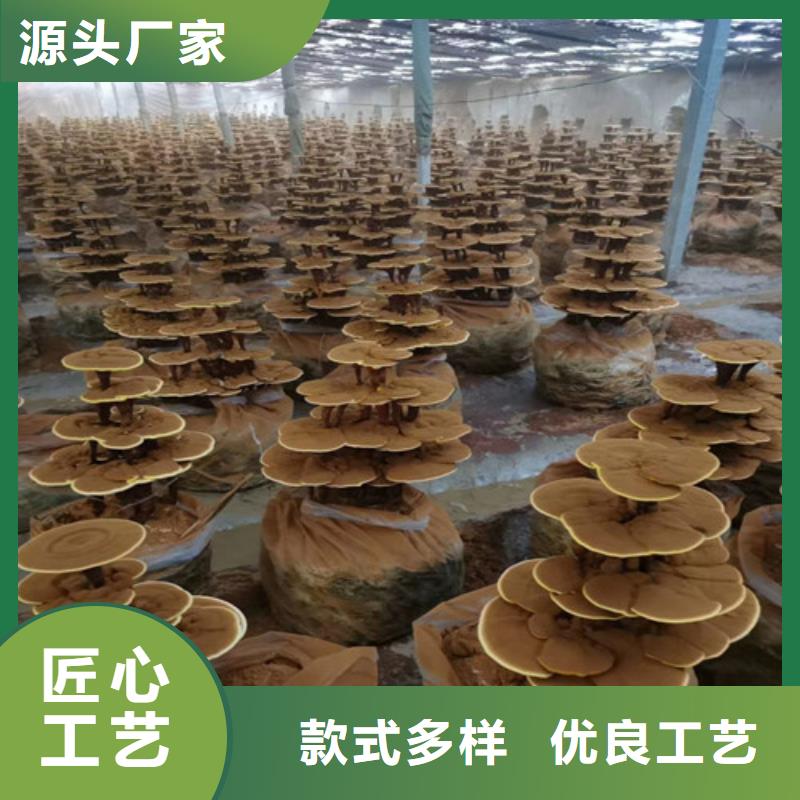 贵州购买破壁灵芝孢子生产厂家|破壁灵芝孢子定制