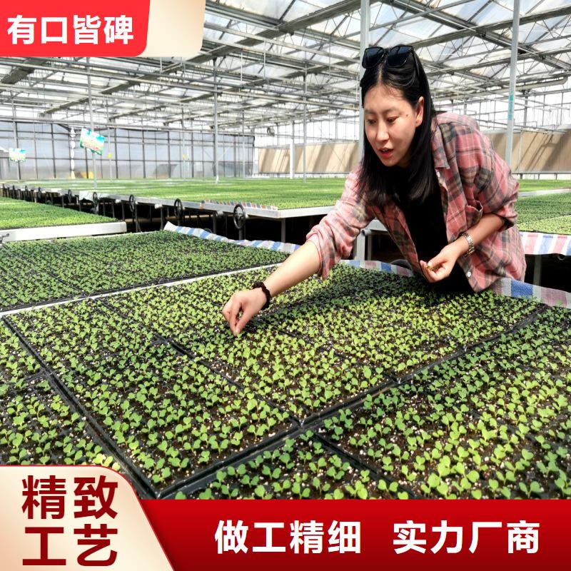 城阳塑料薄膜大棚购买