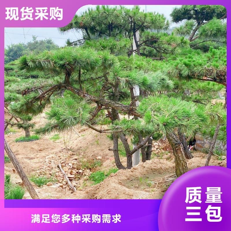 泰山迎客松批量采购