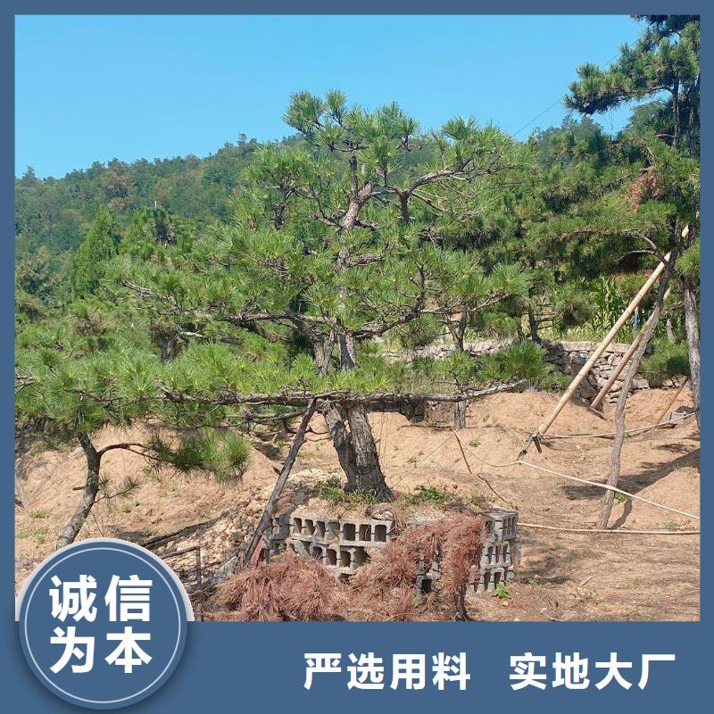 现货供应泰山风景松_品牌厂家