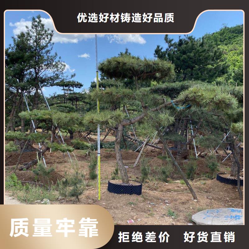 禹州造型松种植基地