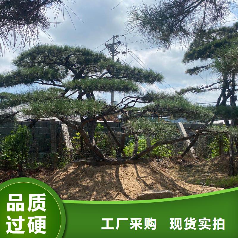 《桂林》[当地]《东实》造型松树加工效果好_行业案例