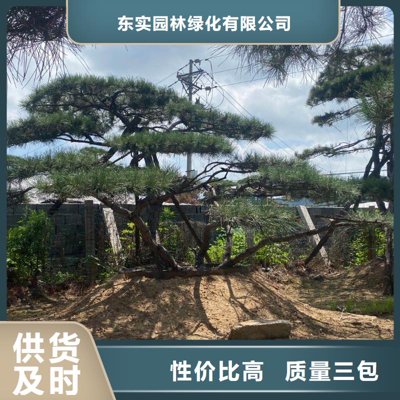 (桂林) 《东实》经验丰富的景观松供货商_桂林新闻资讯