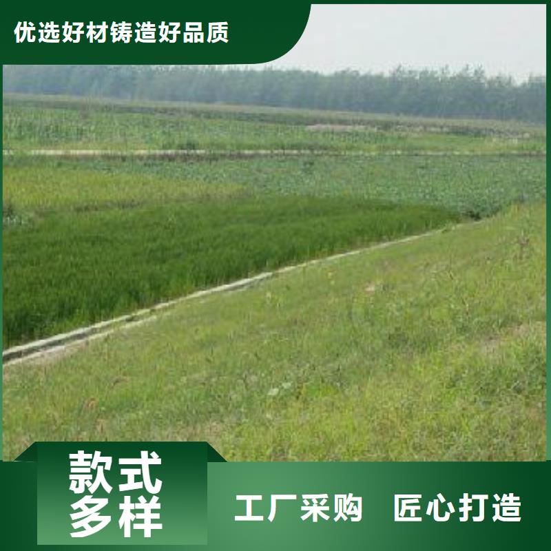 EM4三维植被网EM4护坡固土防止水土流失