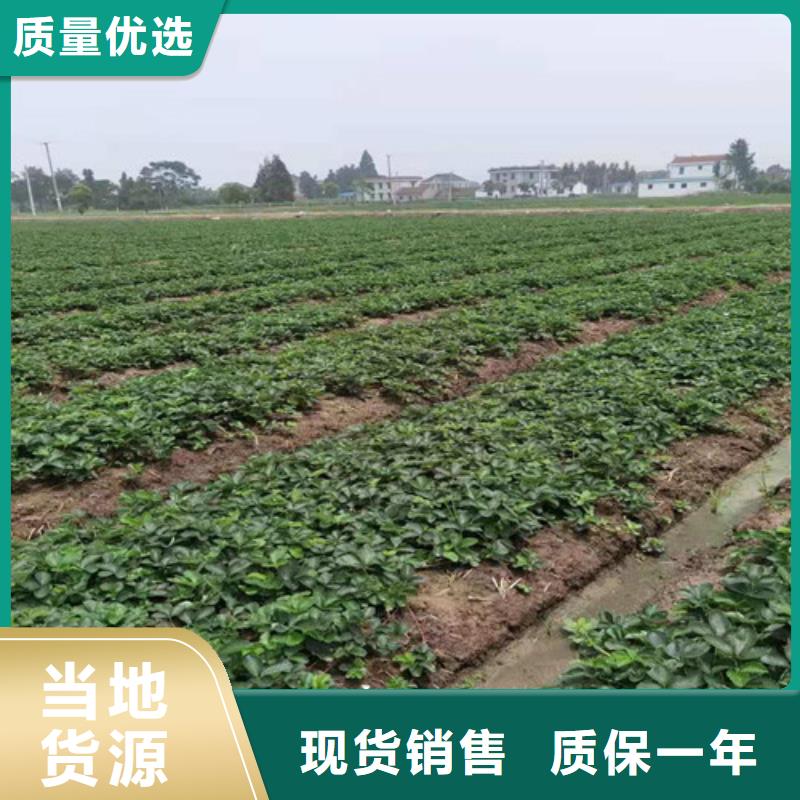 京郊小白草莓苗厂家