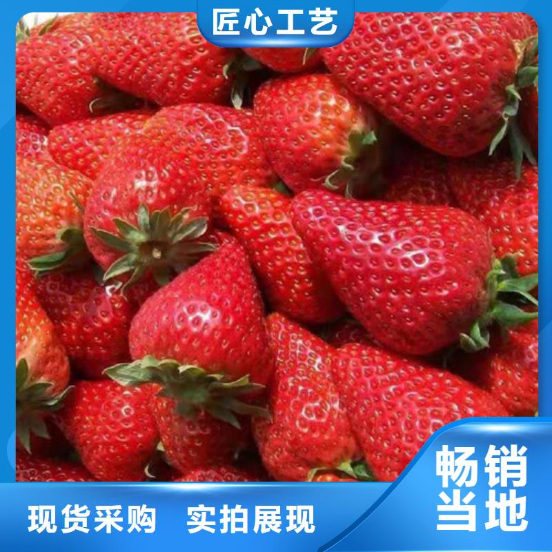 广西省来宾同城市天仙醉草莓苗