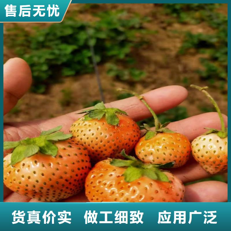 来宾当地香野草莓生产苗