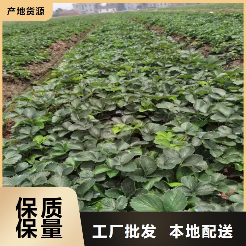 香野草莓苗资讯