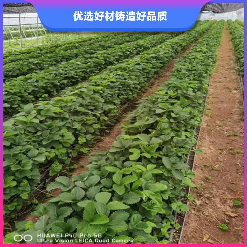 丰香草莓种苗