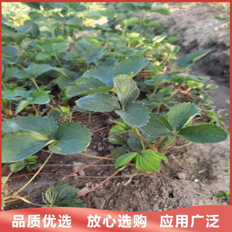 天仙醉草莓苗生产基地