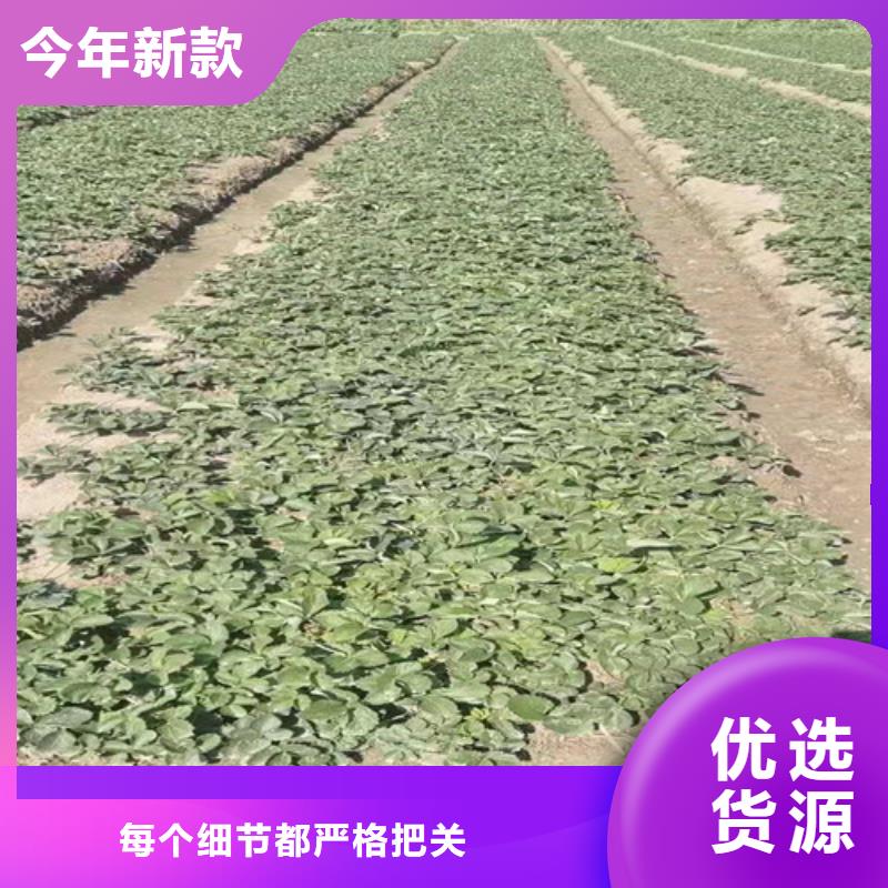 天仙醉草莓苗生产基地