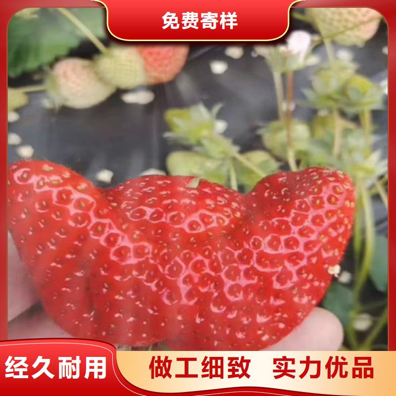 《来宾》询价法兰地草莓苗