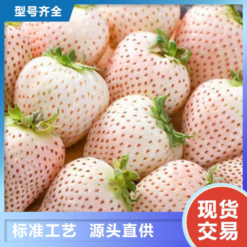 来宾经营四季草莓蒙特瑞草莓生产苗