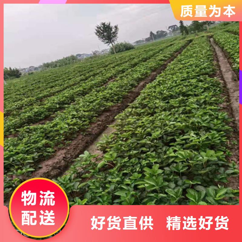 广西省来宾当地市隋珠草莓苗一亩地需要多少株