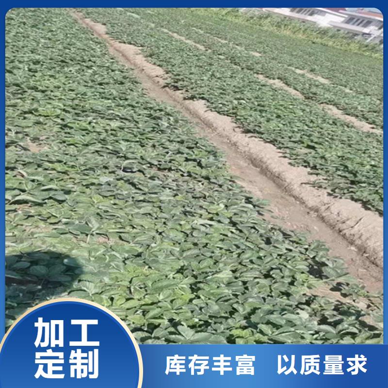 【昭通】询价雪里香草莓苗