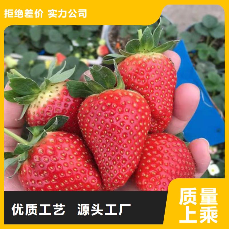 广西省来宾采购市圣诞红草莓苗