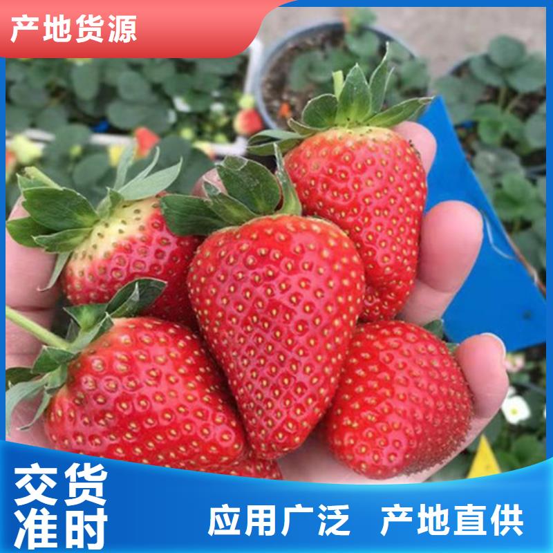 来宾当地戈雷拉草莓苗