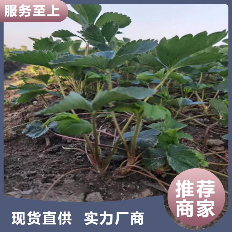 广东省阳江询价市白雪公主草莓苗批发