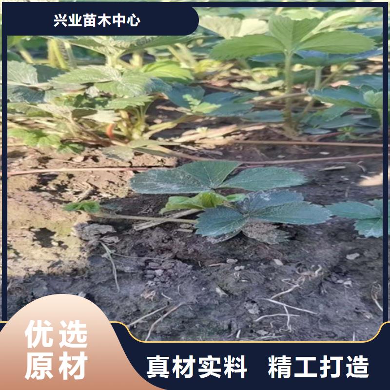 香野草莓苗资讯